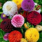 Dahlia Seeds Pom Pom Mix Dahlia Seeds 50 Flower Seeds