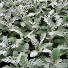 Dusty Miller Seeds Silver Dust 50 Seeds Senecio cineraria