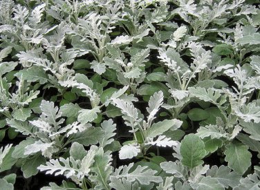 Dusty Miller Seeds Silver Dust 50 Seeds Senecio cineraria