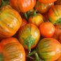 Eggplant Seeds 50 Seeds Turkish Eggplant Orange Vegetable Seeds
