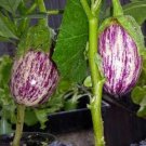 Eggplant Seeds 50 Seeds Shooting Stars Striped Egg Plant