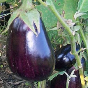 300 Eggplant Seeds Black Beauty Egg Plant Seeds 85 Days