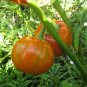 Eggplant Seeds Turkish Orange 500 Orange Eggplant Seeds 65 to 85 days