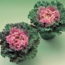 Ornamental Kale Seeds 50 Seeds Flowering Kale Kamome White