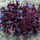 2000 Lettuce Seeds Ruby Red Leaf Lettuce Seeds GARDEN STARTS NURSERY