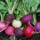 2000 Radish Seeds Easter Egg Blend 28 days