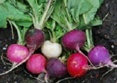 2000 Radish Seeds Easter Egg Blend 28 days