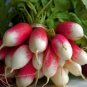 2000 Radish Seeds French Breakfast GARDEN SEEDS