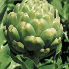 200 Green Globe Artichoke Seeds Garden Starts Nursery