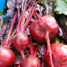 250 Beet Seeds Bulls Blood GARDEN STARTS NURSERY