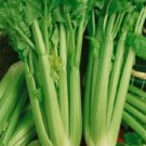 3000 Celery Seeds Utah 52-70