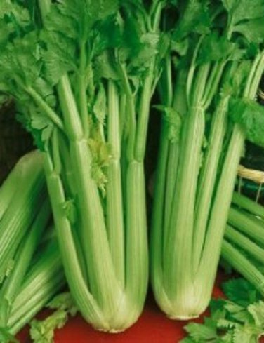 3000 Celery Seeds Utah 52-70