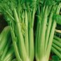 3000 Celery Seeds Utah 52-70