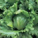 3000 Lettuce Seeds Crisphead Hanson Improved 80 days