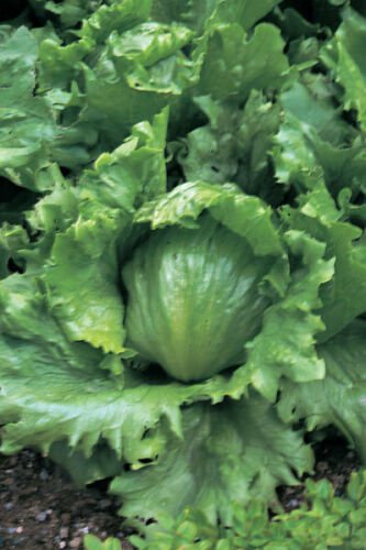 3000 Lettuce Seeds Crisphead Hanson Improved 80 days