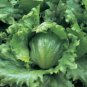 3000 Lettuce Seeds Crisphead Hanson Improved 80 days