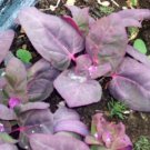500 Orach Seeds Purple Spinach Mountain Spinach
