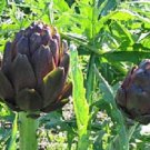 Artichoke Seeds 50 Purple Italian Artichoke Seeds