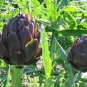 Artichoke Seeds 50 Purple Italian Artichoke Seeds