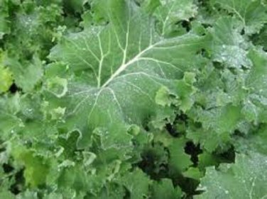 Kale Seeds 3,000 Seeds Premier Vegetable Seeds