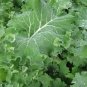 Kale Seeds 3,000 Seeds Premier Vegetable Seeds