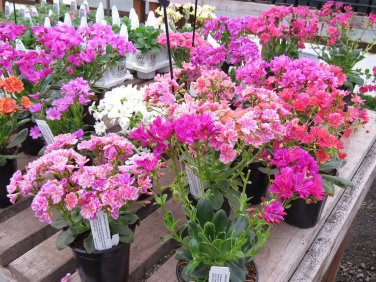 Lewisia Seeds (Lewisia Cotyledon) 50 FLOWER SEEDS