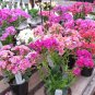 Lewisia Seeds (Lewisia Cotyledon) 50 FLOWER SEEDS