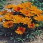 50 Gazania Seeds Mini Star Tangerine Gazania Seeds Garden Starts Nursery
