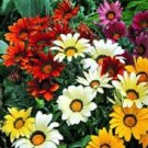 Gazania Seeds Kiss Mix 50 Flower Seeds Garden Starts