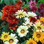 Gazania Seeds Kiss Mix 50 Flower Seeds Garden Starts