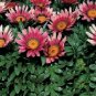 50 Gazania Seeds Pink Seeds Flower Seeds