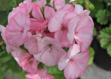 15 Seeds Geranium Zonal Black Velvet Appleblossom Geranium Seeds