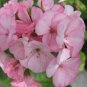 15 Seeds Geranium Zonal Black Velvet Appleblossom Geranium Seeds