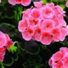 15 Seeds Geranium Zonal Black Velvet Salmon Geranium Seeds