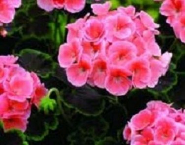 15 Seeds Geranium Zonal Black Velvet Salmon Geranium Seeds