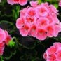 15 Seeds Geranium Zonal Black Velvet Salmon Geranium Seeds