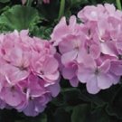 Geranium Seeds Maverick Quicksilver 15 Film Coated Seeds