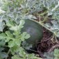 WATERMELON SEEDS SUGAR BABY WATERMELON 100 SEEDS 78 days