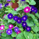 50 Morning Glory Seeds Mix Colors GARDEN STARTS