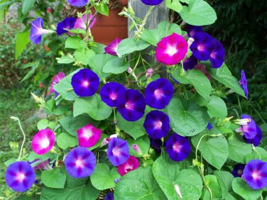 50 Morning Glory Seeds Mix Colors GARDEN STARTS