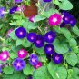 50 Morning Glory Seeds Mix Colors GARDEN STARTS