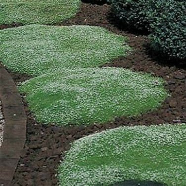 Irish Moss Seeds 500 Seeds Ground Cover perennial Sagina Seeds