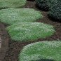 Irish Moss Seeds 500 Seeds Ground Cover perennial Sagina Seeds