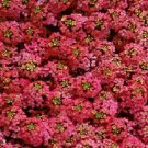 Alyssum Seeds Cheers Paprika 100 Seeds GROUND COVER