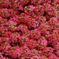 Alyssum Seeds Cheers Paprika 100 Seeds GROUND COVER