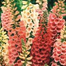 Foxglove Seeds Excelsior Mix 2000 Digitalis Seeds Flower Seeds