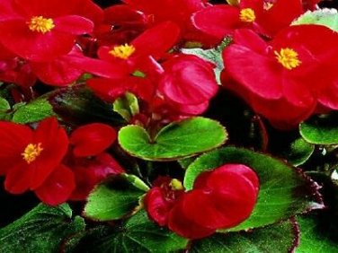 50 Pelleted Begonia Seeds Hot Tip Red Seeds