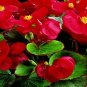 50 Pelleted Begonia Seeds Hot Tip Red Seeds