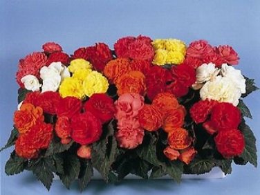 15 Nonstop Begonia Seeds Mocca Mix Pelleted Seeds