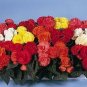 15 Nonstop Begonia Seeds Mocca Mix Pelleted Seeds